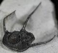 Rare Eifel Cyphaspis Trilobite - Germany #27430-1